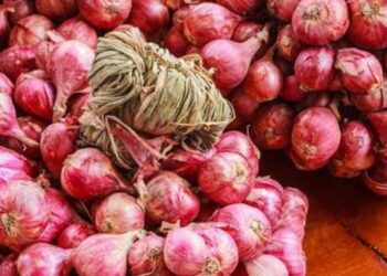 Patna Onion Relief: NCCF to Sell at Rs 35 Per Kg, 2-Kg Limit Per Customer