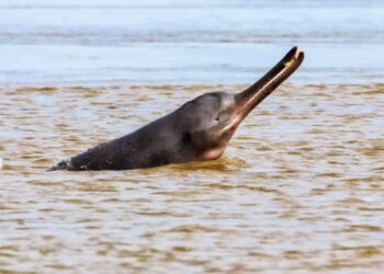 Representative image of a Gangetic dolphin surfacing in the Ganga River near Bhagalpur