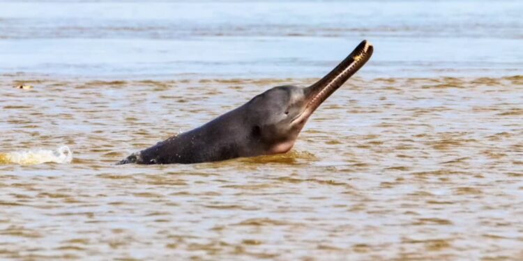 Representative image of a Gangetic dolphin surfacing in the Ganga River near Bhagalpur