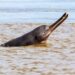 Representative image of a Gangetic dolphin surfacing in the Ganga River near Bhagalpur