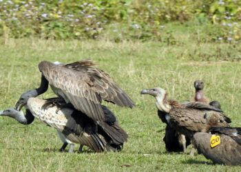 Valmiki Tiger Reserve Plans India’s Ninth Vulture Conservation Centre
