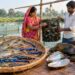 Aquaculture prawn pearl