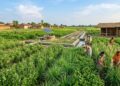 Bihar Plans Integrated System for Medicinal and Aromatic Plant Farming to Boost Farmers’ Income