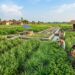 Bihar Plans Integrated System for Medicinal and Aromatic Plant Farming to Boost Farmers’ Income