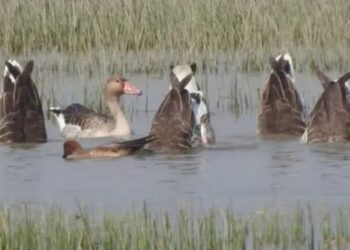 Ghatora Wetland in Bhagalpur, Bihar