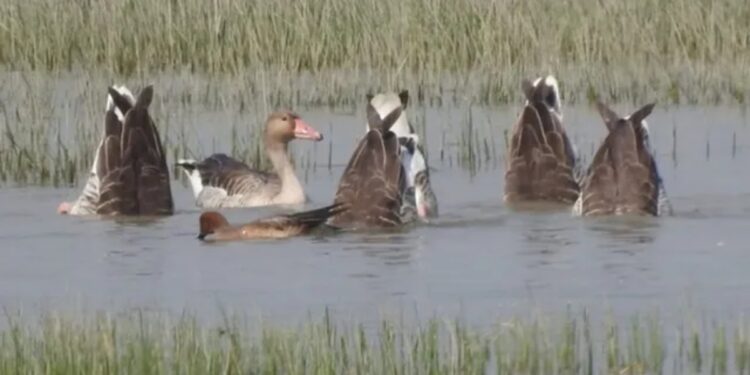 Ghatora Wetland in Bhagalpur, Bihar