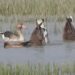 Ghatora Wetland in Bhagalpur, Bihar