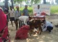 ICAR-RCER Animal Health Camp Benefits 110 Farmers In Gaya, Treats 134 Livestock