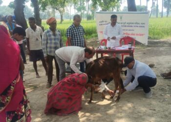 ICAR-RCER Animal Health Camp Benefits 110 Farmers In Gaya, Treats 134 Livestock