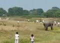 Wild Elephants Kill Elderly Man, Injure Child In Bihar’s Kishanganj
