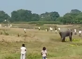 Wild Elephants Kill Elderly Man, Injure Child In Bihar’s Kishanganj