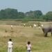 Wild Elephants Kill Elderly Man, Injure Child In Bihar’s Kishanganj