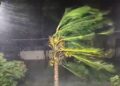 Very strong winds and heavy rainfall in Amalapuram in Konaseema district of Andhra Pradesh as an impact of Cyclone Arnab