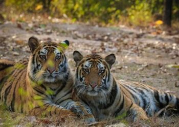 Valmiki Tiger Reserve tiger planned for transfer to Buxa Tiger Reserve in West Bengal