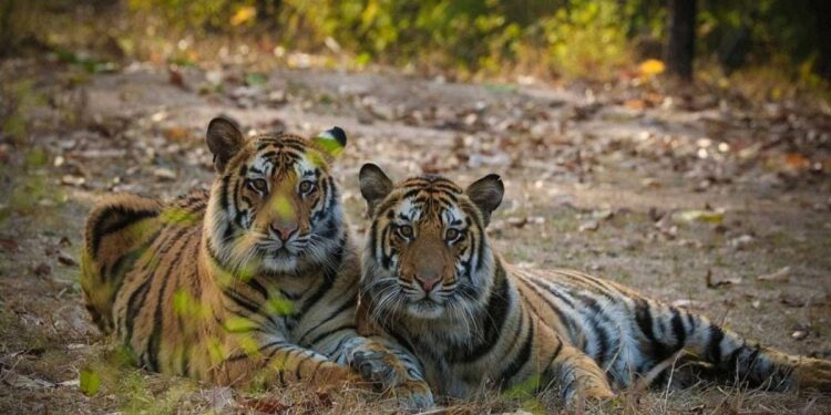 Valmiki Tiger Reserve tiger planned for transfer to Buxa Tiger Reserve in West Bengal