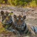 Valmiki Tiger Reserve tiger planned for transfer to Buxa Tiger Reserve in West Bengal