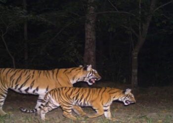 Valmiki Tiger Reserve in West Champaran, Bihar, reopening for jungle safaris on October 17.