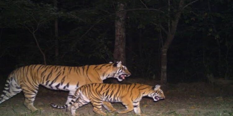 Valmiki Tiger Reserve in West Champaran, Bihar, reopening for jungle safaris on October 17.