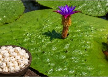 Purnia Makhana Reaches Greece As Bihar’s Fox Nut Exports Expand