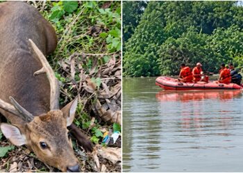 12 Deer Rescued From Floodwaters In Muzaffarpur To Be Sent To VTR