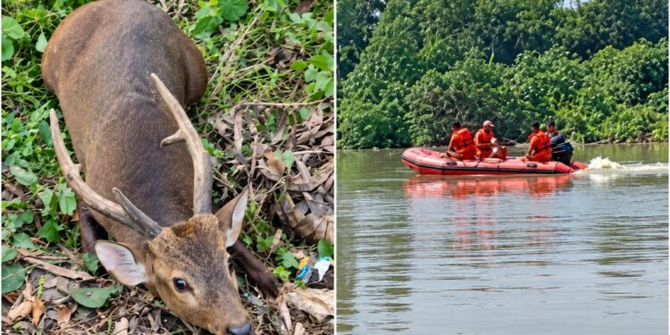 12 Deer Rescued From Floodwaters In Muzaffarpur To Be Sent To VTR