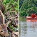 12 Deer Rescued From Floodwaters In Muzaffarpur To Be Sent To VTR