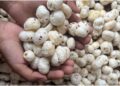 Bihar Government Targets 30,000 Tonnes Of Makhana Exports By 2030-31