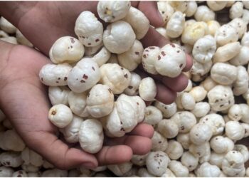 Bihar Government Targets 30,000 Tonnes Of Makhana Exports By 2030-31