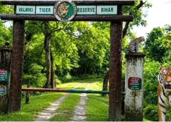 Valmiki Tiger Reserve To Open New Safari Routes, Tourism Season Likely From October 16