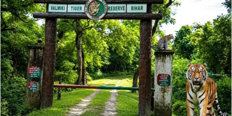 Valmiki Tiger Reserve To Open New Safari Routes, Tourism Season Likely From October 16