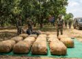 SSB Seizes 510 Kg of Ganja Near India-Nepal Border, 13 Bundles Found in Mango Orchard