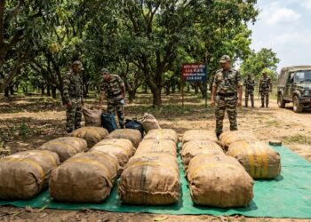 SSB Seizes 510 Kg of Ganja Near India-Nepal Border, 13 Bundles Found in Mango Orchard