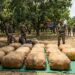 SSB Seizes 510 Kg of Ganja Near India-Nepal Border, 13 Bundles Found in Mango Orchard